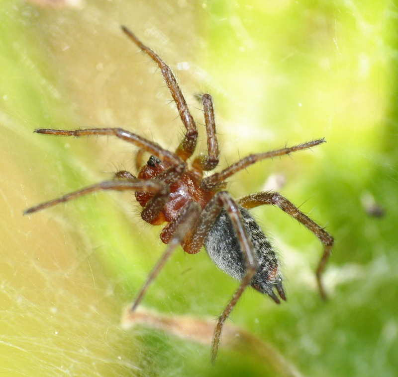 Agelena sp.